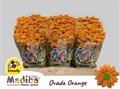 Хризантема сант-Chrysant sant-Mad Ovada Oran-55cm-950gr 289889f9-204b-11f0-0a80-11da0056f94d