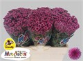 Хризантема сант-Chrysant sant-Mad Tyolo Pink-55cm-100gr 289aeef3-204b-11f0-0a80-11da0056f950