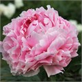 Пион-Paeonia-Reine Hortense-60cm 28a23bfa-d0fb-11ec-0a80-0f1d00905482