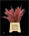 Кониферен-Coniferen-Metallic Red 28a982ba-ab3d-11f0-0a80-157e000bf719