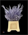Кониферен-Coniferen-Metallic Light Purple 28ae7a95-ab3d-11f0-0a80-157e000bf71f