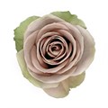Роза-Rosa-Amnesia-40cm-CN 28ba242f-d968-11ed-0a80-11f70016484f