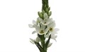 Орнитогалум-Ornithogalum-Milky Way--40cm-So 28be08a4-615a-11ef-0a80-03fa00168728
