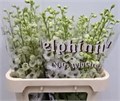 Дельфиниум-Delphinium-Du Dew Rocket-80cm 28c609f3-a560-11ed-0a80-06890014f139