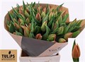 Тюльпан-Tulip-En Ov-44cm-54gr 28cb1c04-204b-11f0-0a80-11da0056f956