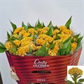 Целозия-Celosia-C Smashing Yello-75cm 28d4a64c-5c74-11ef-0a80-146c00356865