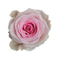 Роза-Rosa-Duchesse-50cm-QA 28df9ce8-bfa9-11ec-0a80-0b4c000b29f4
