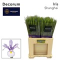 Ирис-Iris-Shanghai-64cm-44gr 28e0b1fb-204b-11f0-0a80-11da0056f959
