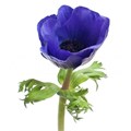 Анемон-Anemone-Blue-30cm-IS 28e36fa9-49f1-11ef-0a80-039000005aaf