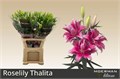 Лилия-Lilium-Or Du Rl Thalita-100cm 29129639-a560-11ed-0a80-06890014f13e