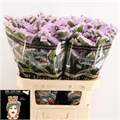 Лимониум-Limonium-S Cryst Pink-80cm-80gr 29182ab7-a560-11ed-0a80-06890014f141