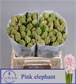 Гиацинт-Hyacinthus-Pink Elephant--30cm 292f3970-d7d3-11ef-0a80-1823003e6640