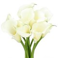 Калла-Zantedechia-Pure Art-50cm 293cccee-5c74-11ef-0a80-146c0035687d