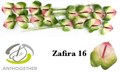 Антуриум Zafira 04004964-8354-11f0-0a80-09030027bb86