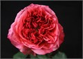 Роза-Rosa-Dark X-Pression-50cm-QA 295591f7-bfa9-11ec-0a80-0b4c000b2a43