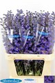 Дельфиниум-Delphinium-Du Ki Fl Blue-90cm 29609f50-5c74-11ef-0a80-146c00356886