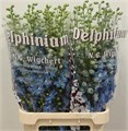 Дельфиниум-Delphinium-Du Ov-100cm 2963e766-5c74-11ef-0a80-146c00356889