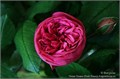 Роза-Rosa-Pink Piano-60cm-CN 2969f7e1-c00b-11ee-0a80-035200075534
