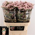 Лимониум-Limonium-S Apri Sun Birds-80cm-70gr 296aa734-a560-11ed-0a80-06890014f14c