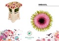 Гербера-Gerbera-Mi Gerpas Smeagol-cm 29768234-5c74-11ef-0a80-146c0035688f