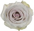 Роза-Rosa-Early Gray-50cm-AG 298ffd87-bfa9-11ec-0a80-0b4c000b2a65