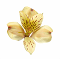 Альстромерия-Alstroemeria-Yellow-60cm-QA/ 04048a38-6f81-11ee-0a80-0e5d00163b1e