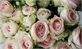 Роза куст-Rosa sp-Porcelaine Lace-53cm--Ti 29b546cb-bea5-11ef-0a80-081d0005c136