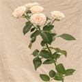 Роза куст-Rosa sp-Angel Skin-60cm--RS 04055a46-2fd2-11ef-0a80-088a001601a8