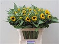 Подсолнух-Helianthus-Sunrich Orange-80cm 00317632-bfa5-11ec-0a80-0b4c00077ef7