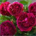 Роза-Rosa-Shakespeare-50cm-CN 29c3775a-5be9-11ef-0a80-059000184dfa