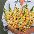 Антирринум-Antirrhinum-Costa Apricot-70cm 29ca3e34-c8be-11ee-0a80-150e0012021c
