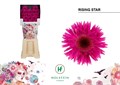 Гербера-Gerbera-Mi Gersp Diamond Rising Star-50cm 29e4ea0f-c8be-11ee-0a80-150e0012021f