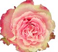 Роза-Rosa-Wild Esperance-50cm-JR 0407519b-5a8d-11ed-0a80-0be0000a8d5d