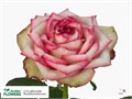 Роза-Rosa-Monet-60cm-CN 29eaf6b8-8dc9-11ee-0a80-13e6000d0bd7