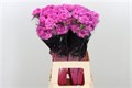 Гвоздика ст-Dianthus st-Farida-70cm 29ede74b-a560-11ed-0a80-06890014f164