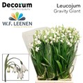 Белоцветник-Leucojum-Gravitey Giant-45cm-20gr 29f61ff3-c8be-11ee-0a80-150e00120222