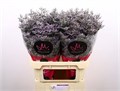Лимониум-Limonium-Ov Skylight-80cm-40gr 29f9edc2-a560-11ed-0a80-06890014f167