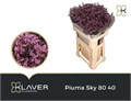 Лимониум-Limonium-Piuma Sky-70cm-35gr 29fe29ea-c8be-11ee-0a80-150e00120225