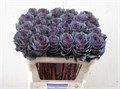 Брассика-Brassica-Elegance--70cm 29ff78b3-629b-11ee-0a80-0051000a6ae9