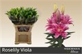 Лилия-Lilium-Or Du Rl Viola-90cm 2a108f29-a560-11ed-0a80-06890014f16c