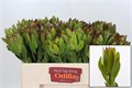 Леукадендрон-Leucadendron-Saf Goldstrik-60cm 2a22b826-c8be-11ee-0a80-150e0012022b