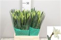 Нарцис-Narcissus-Snow Heaven-45cm-30gr 2a2696fe-a560-11ed-0a80-06890014f16f