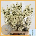Снежноягодник-Symphoricarpos-Mag Lemo Lime-90cm 040ac8ed-5376-11ed-0a80-0b7900380a41