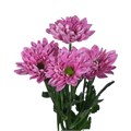 Хризантема куст-Chrysant Tr-Prada-70cm-80gr 2a339e16-c8be-11ee-0a80-150e00120231