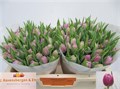 Тюльпан-Tulip-Du Double Price-34cm-30gr 2a4ee4e2-a560-11ed-0a80-06890014f17a