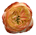 Роза-Rosa-Karma-60cm-JR 2a51cb07-9f1a-11ee-0a80-14c9000bbfe8