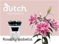 Лилия-Lilium-Or Du Rl Isabella--85cm 040d01d4-8e91-11ee-0a80-0fe6000c4391