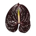 Антуриум-Anthurium-Showtime 2a5f3362-7f22-11f0-0a80-0f2300041f1b