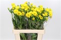 Ранункулус-Ranunculus-Butterfly Phytalos-60cm 2a5f7f76-bfa5-11ec-0a80-0b4c0007a6e6
