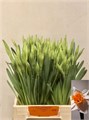 Нарцис-Narcissus-G Johan Strauss-42cm-28gr 2a71a8bf-a560-11ed-0a80-06890014f195